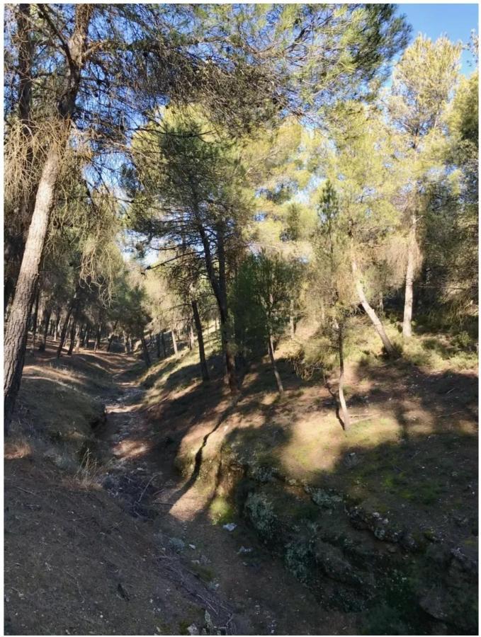Zubicalm Lägenhet La Zubia  Exteriör bild